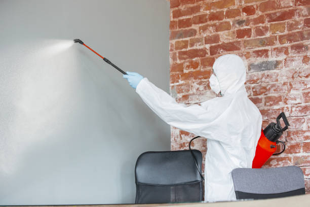 Best Basement Mold Removal  in Frederick, MD